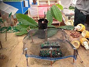 Cacao plants being tended to an extracted